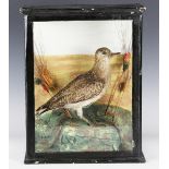 An early 20th century taxidermy specimen of a golden plover, mounted in a glazed rectangular