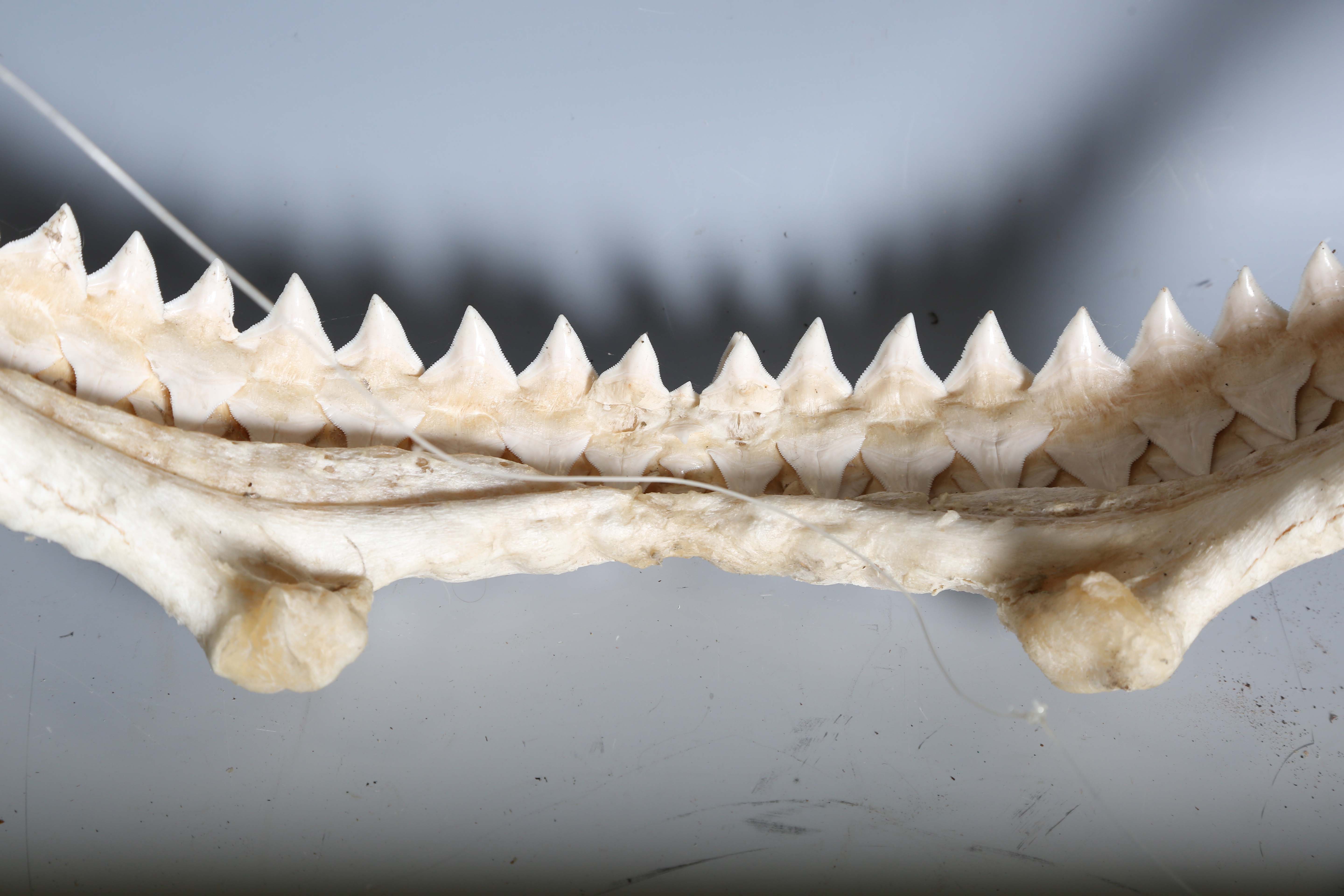 A bull shark jaw specimen, width 55cm.Buyer’s Premium 29.4% (including VAT @ 20%) of the hammer - Image 3 of 15