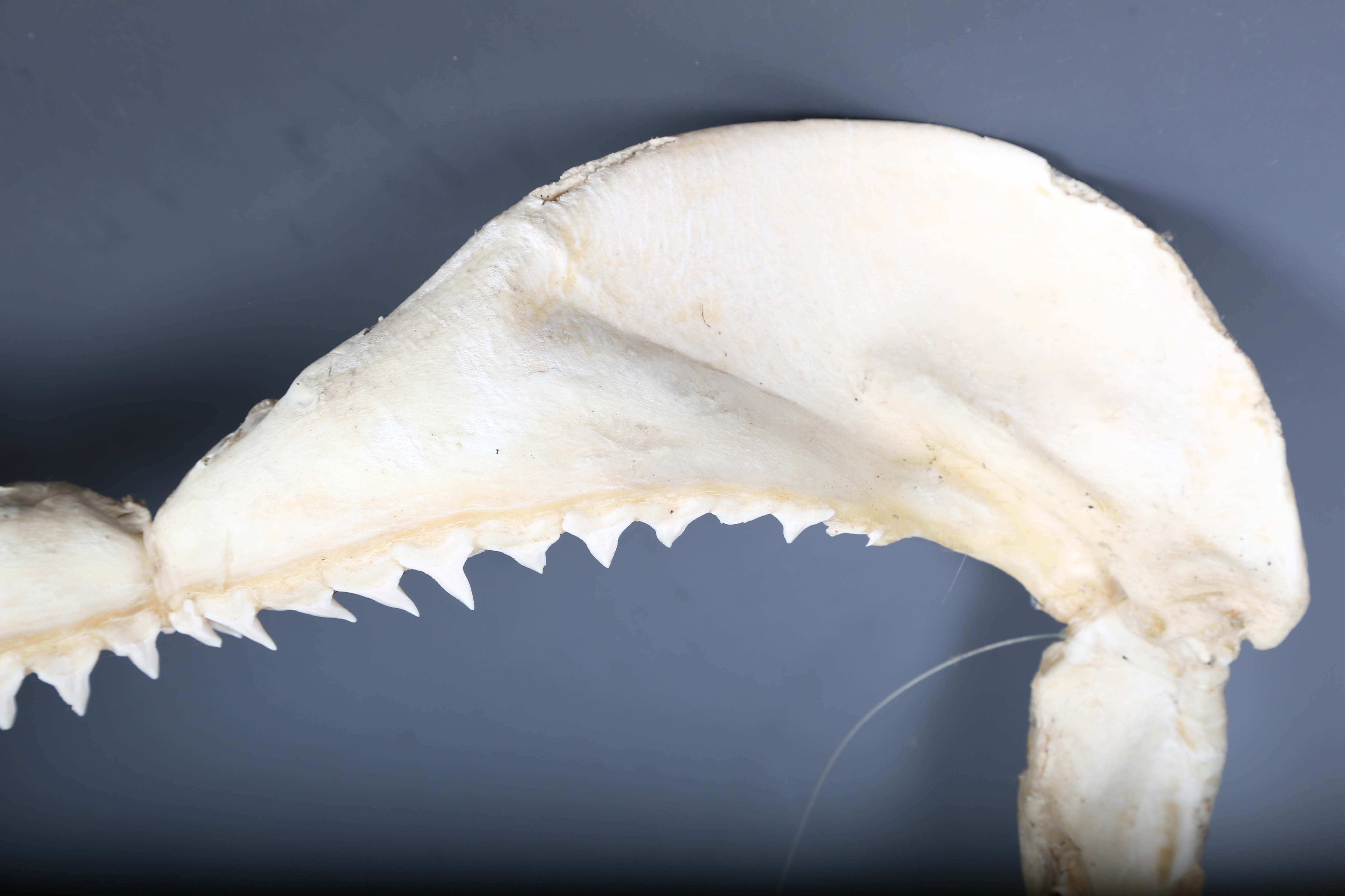 A bull shark jaw specimen, width 55cm.Buyer’s Premium 29.4% (including VAT @ 20%) of the hammer - Image 14 of 15