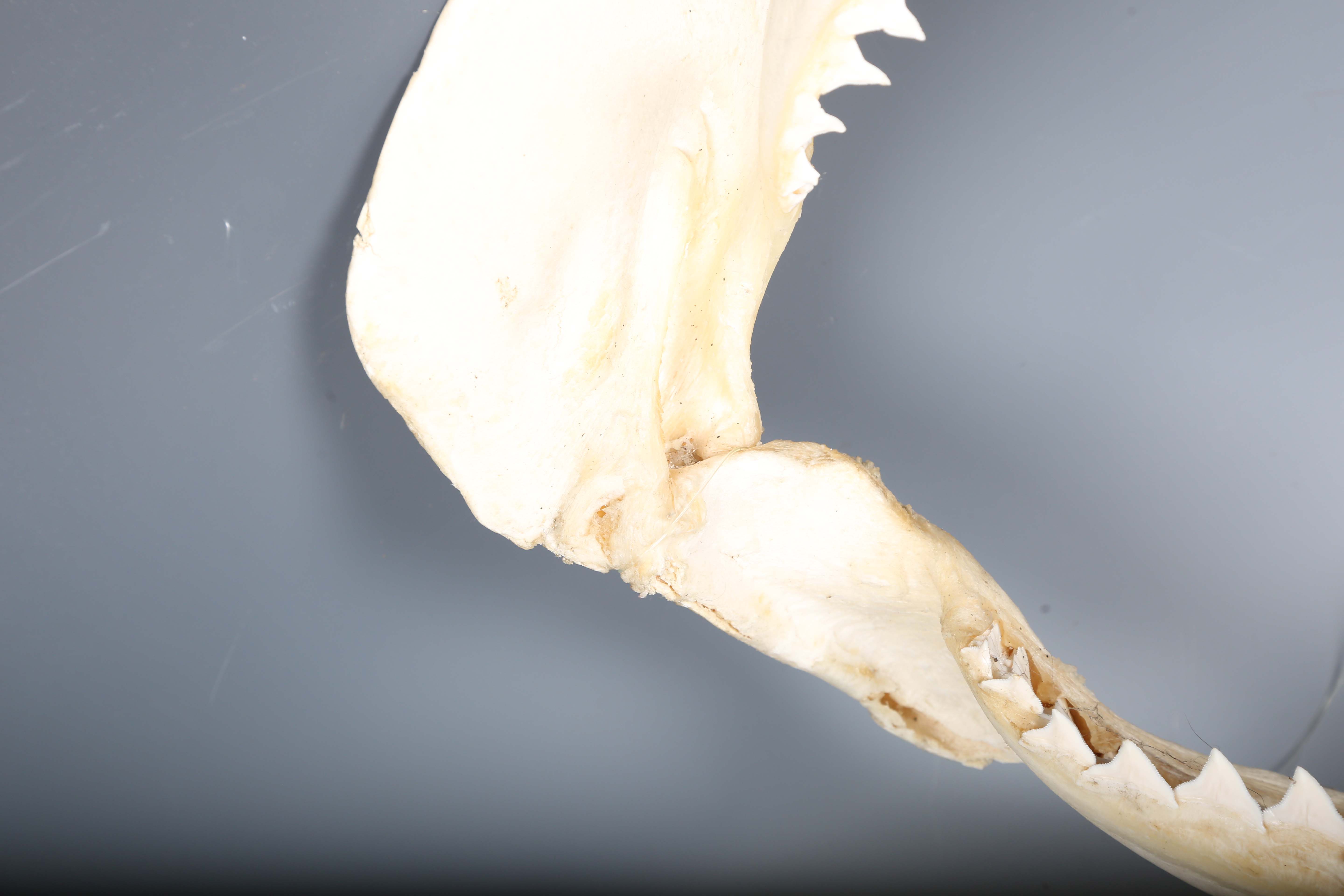 A bull shark jaw specimen, width 55cm.Buyer’s Premium 29.4% (including VAT @ 20%) of the hammer - Image 9 of 15