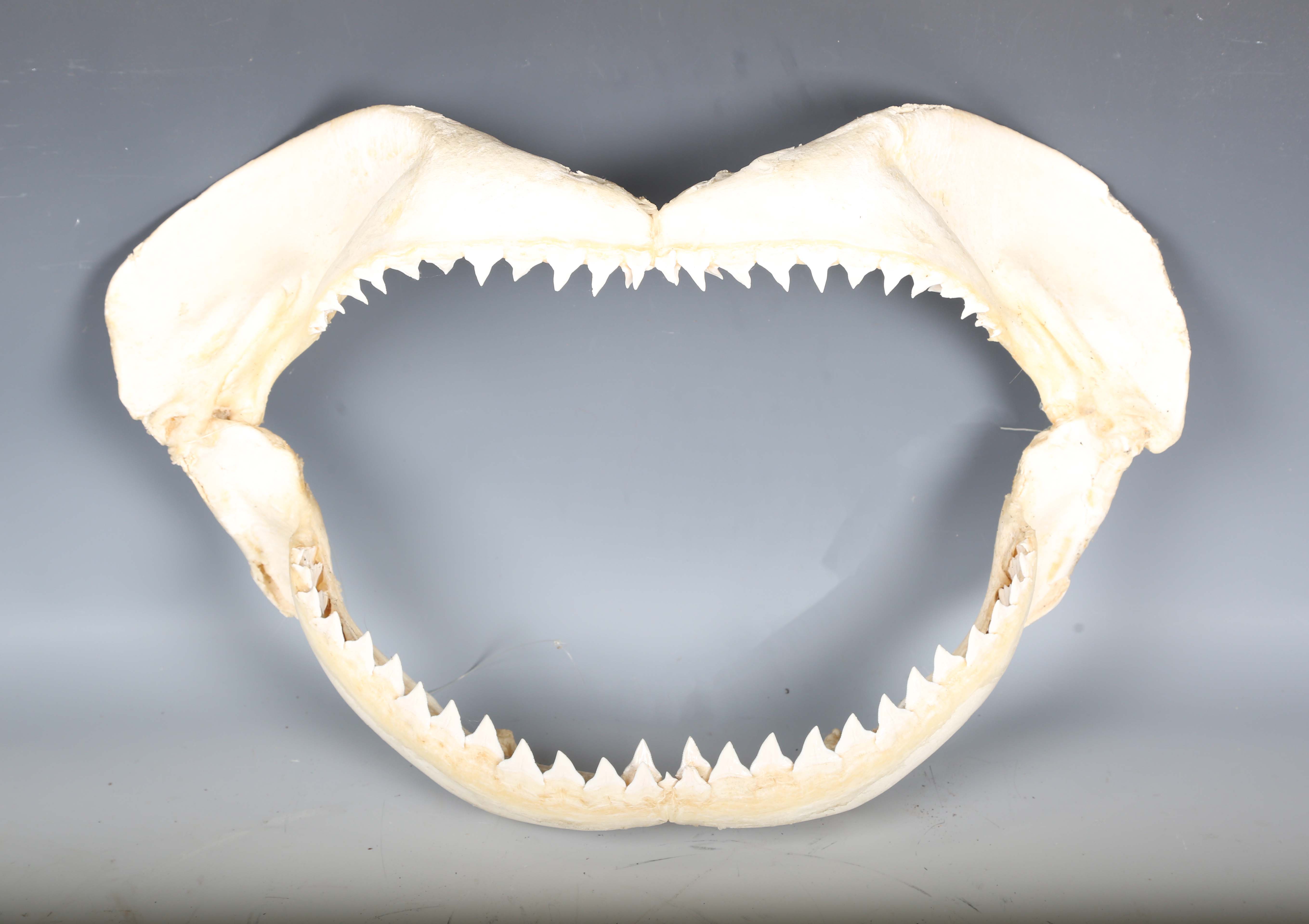 A bull shark jaw specimen, width 55cm.Buyer’s Premium 29.4% (including VAT @ 20%) of the hammer