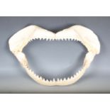 A bull shark jaw specimen, width 55cm.Buyer’s Premium 29.4% (including VAT @ 20%) of the hammer