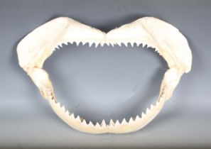 A bull shark jaw specimen, width 55cm.Buyer’s Premium 29.4% (including VAT @ 20%) of the hammer