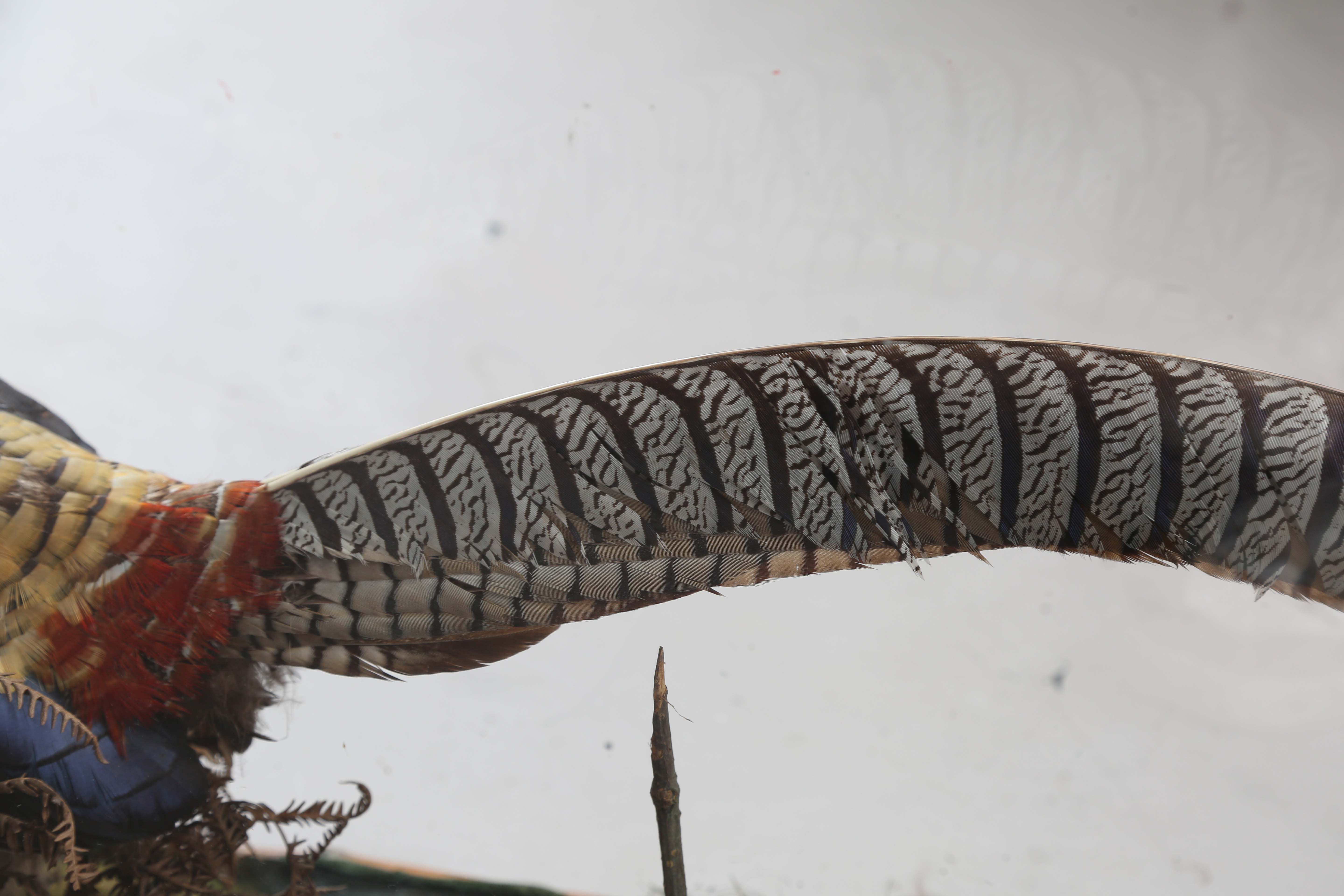 A late Victorian taxidermy specimen of a Lady Amherst's pheasant, mounted within a glazed bamboo - Image 5 of 12