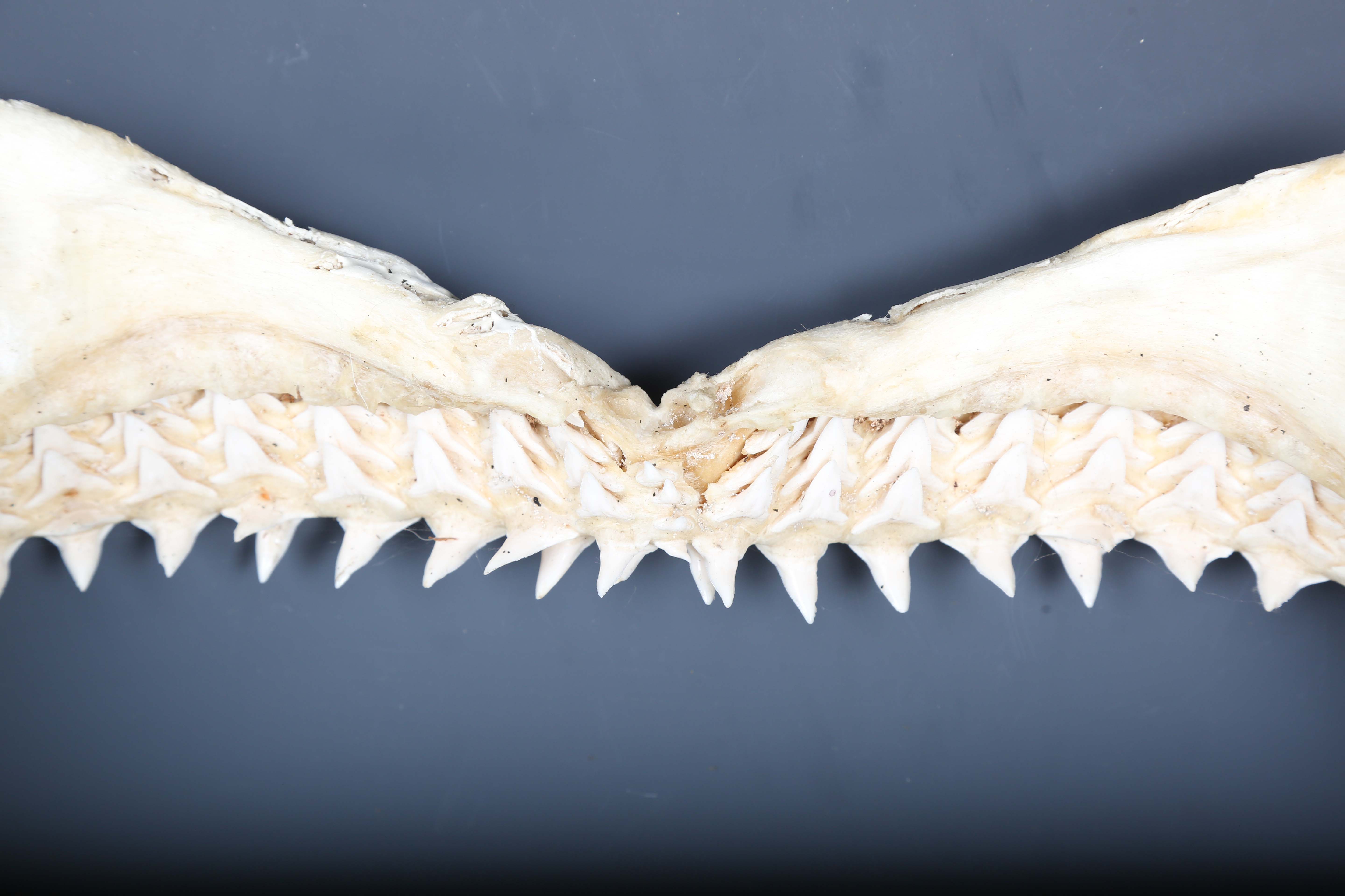 A bull shark jaw specimen, width 55cm.Buyer’s Premium 29.4% (including VAT @ 20%) of the hammer - Image 6 of 15
