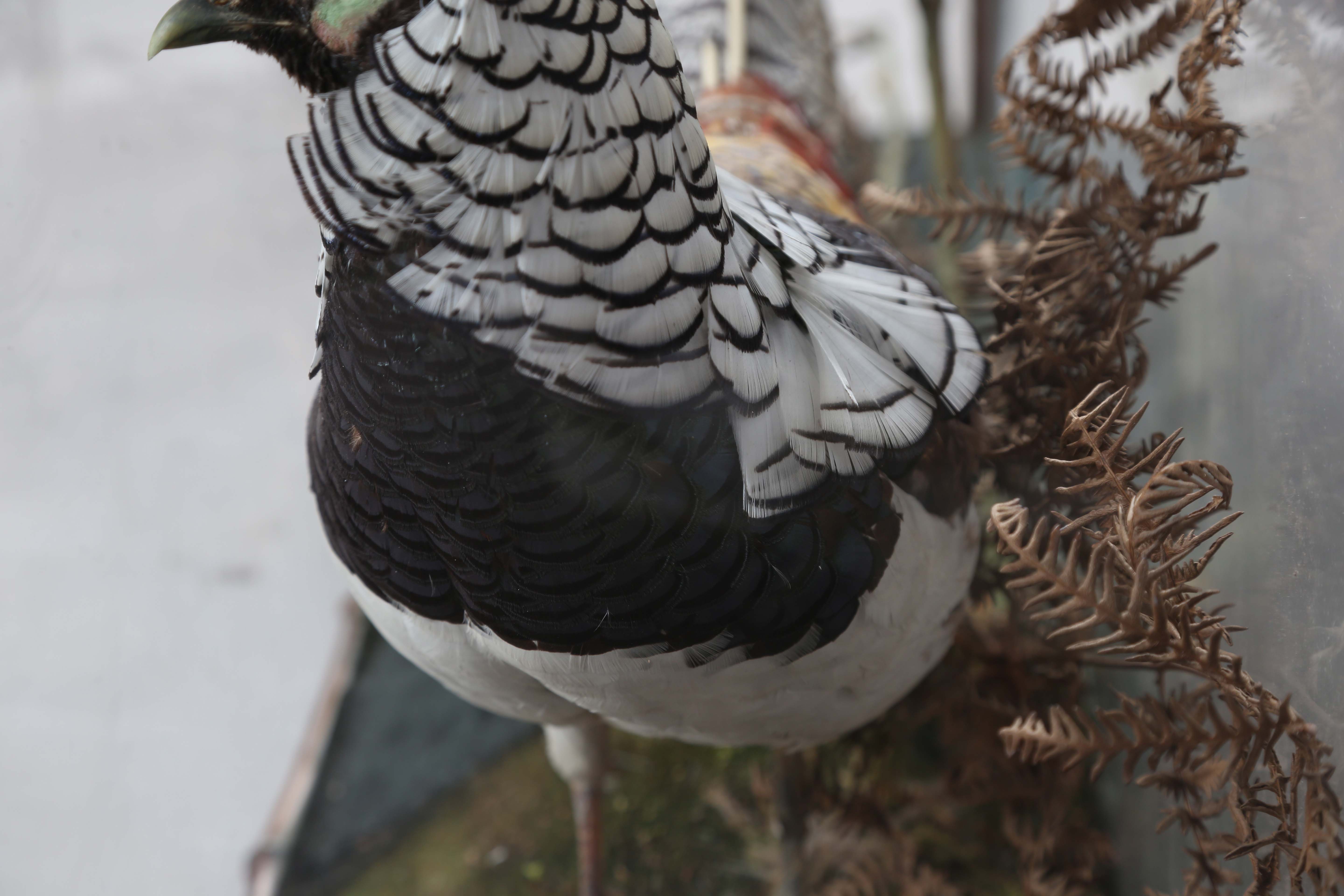 A late Victorian taxidermy specimen of a Lady Amherst's pheasant, mounted within a glazed bamboo - Image 7 of 12