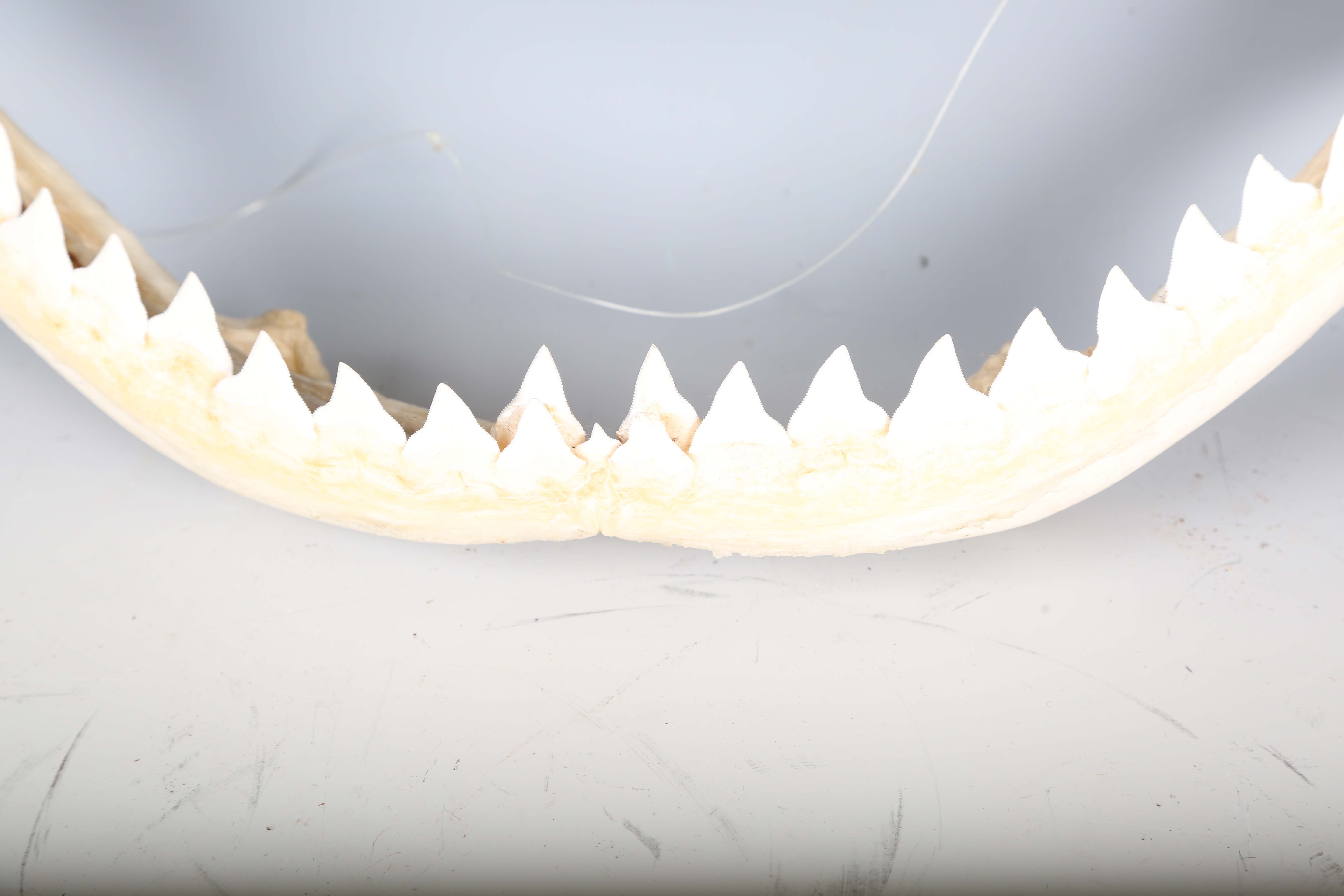 A bull shark jaw specimen, width 55cm.Buyer’s Premium 29.4% (including VAT @ 20%) of the hammer - Image 11 of 15