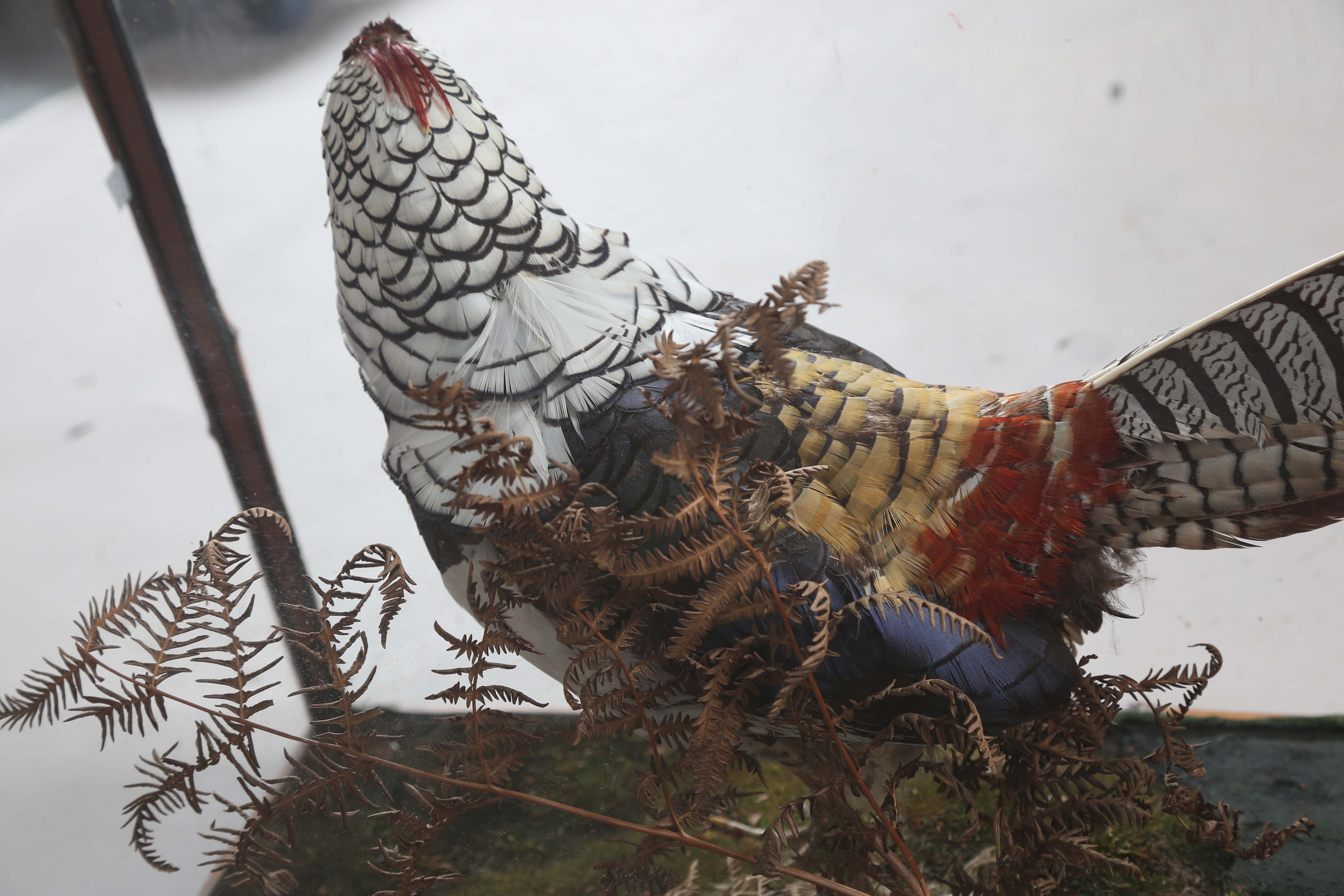 A late Victorian taxidermy specimen of a Lady Amherst's pheasant, mounted within a glazed bamboo - Image 6 of 12