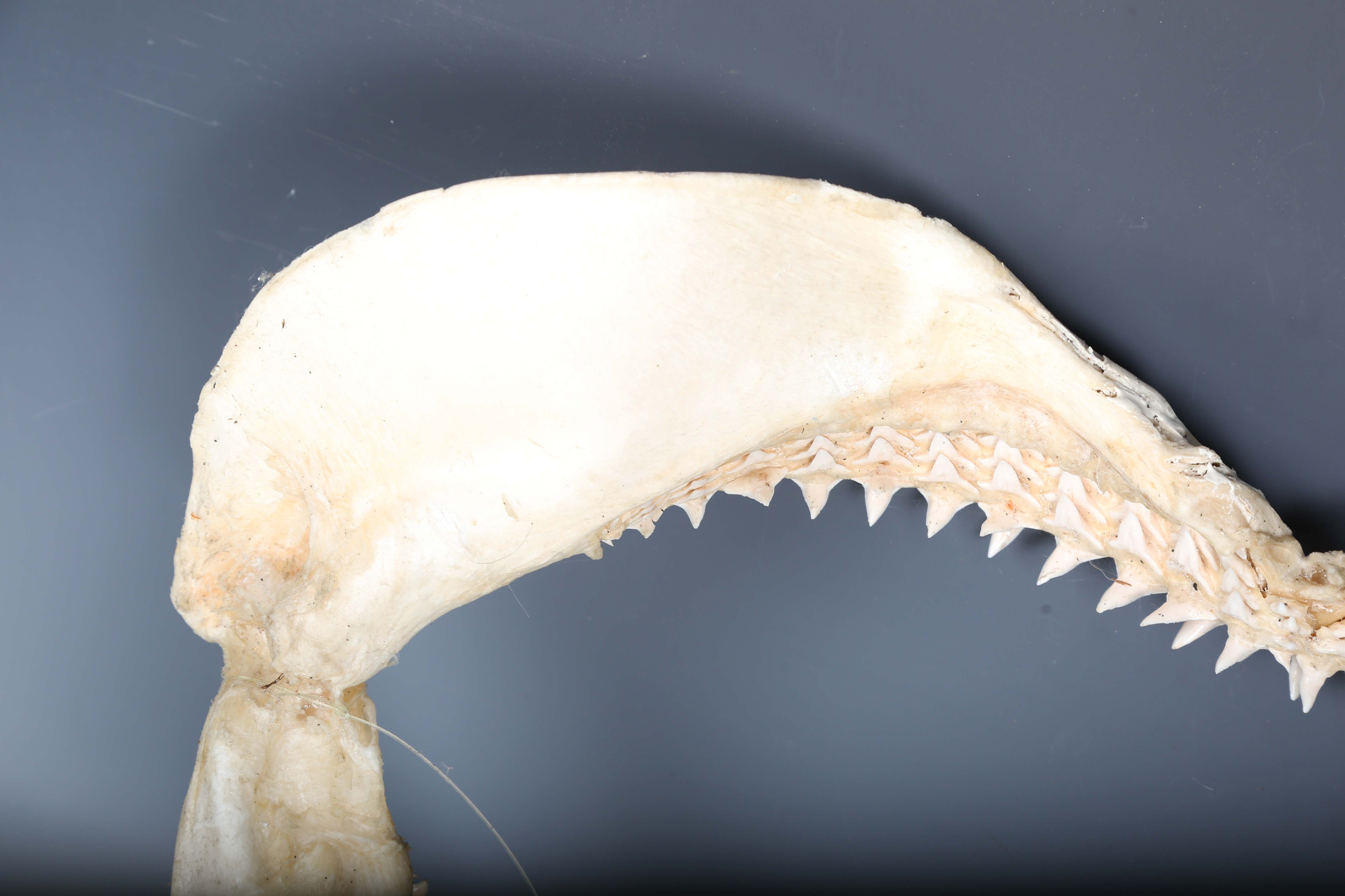 A bull shark jaw specimen, width 55cm.Buyer’s Premium 29.4% (including VAT @ 20%) of the hammer - Image 7 of 15