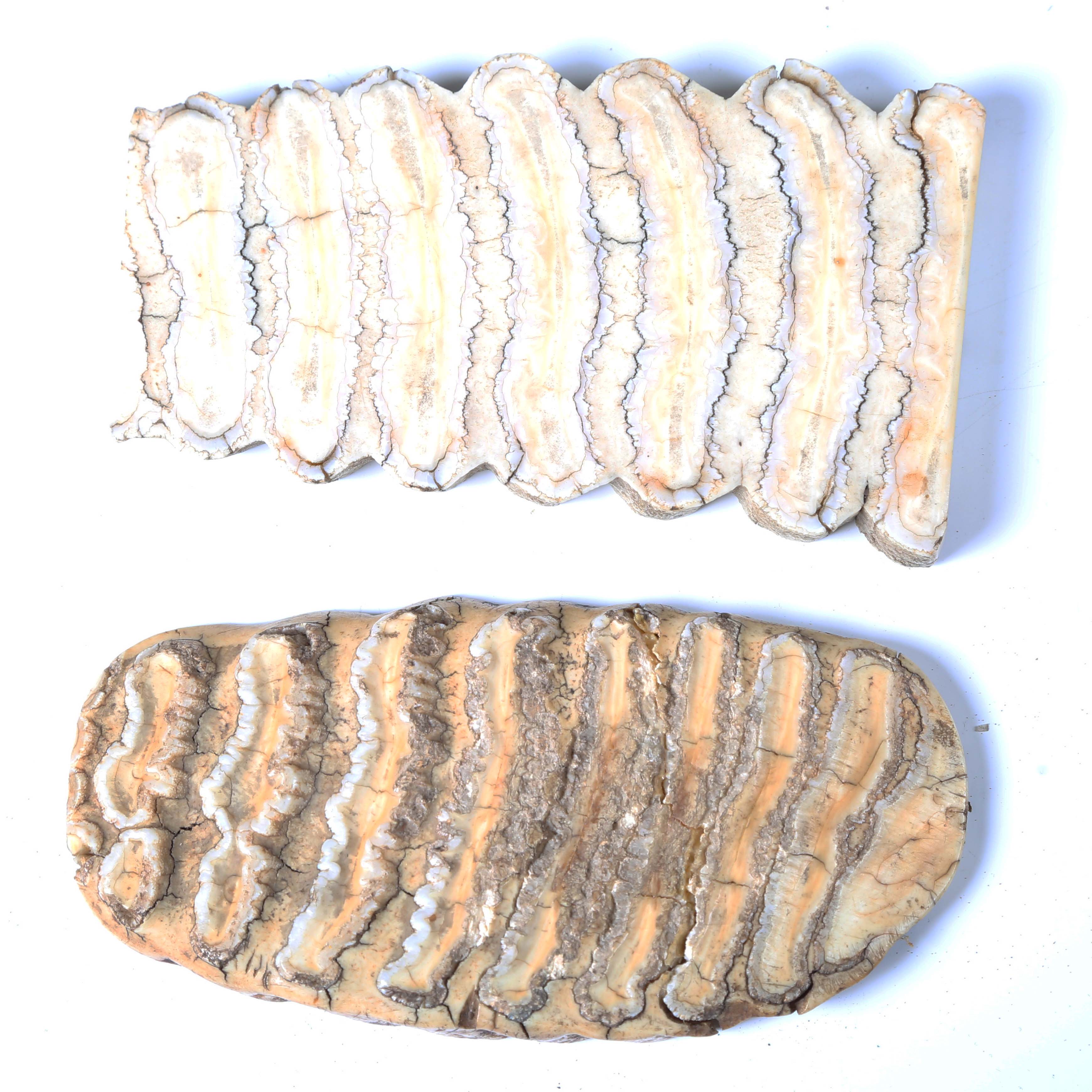 A mixed group of collectors' items, including two sliced cross sections of mammoth teeth, length - Image 7 of 13