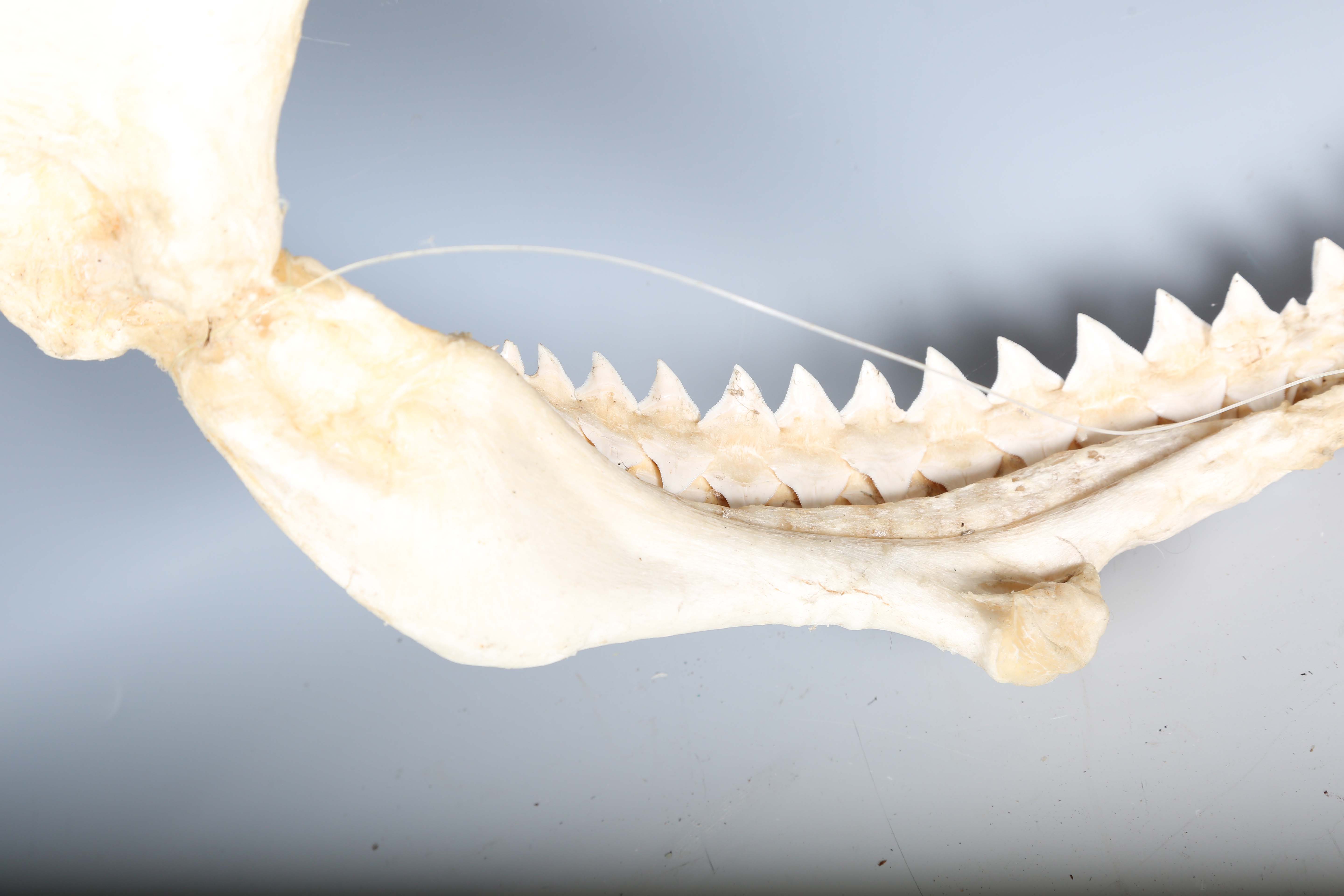 A bull shark jaw specimen, width 55cm.Buyer’s Premium 29.4% (including VAT @ 20%) of the hammer - Image 2 of 15