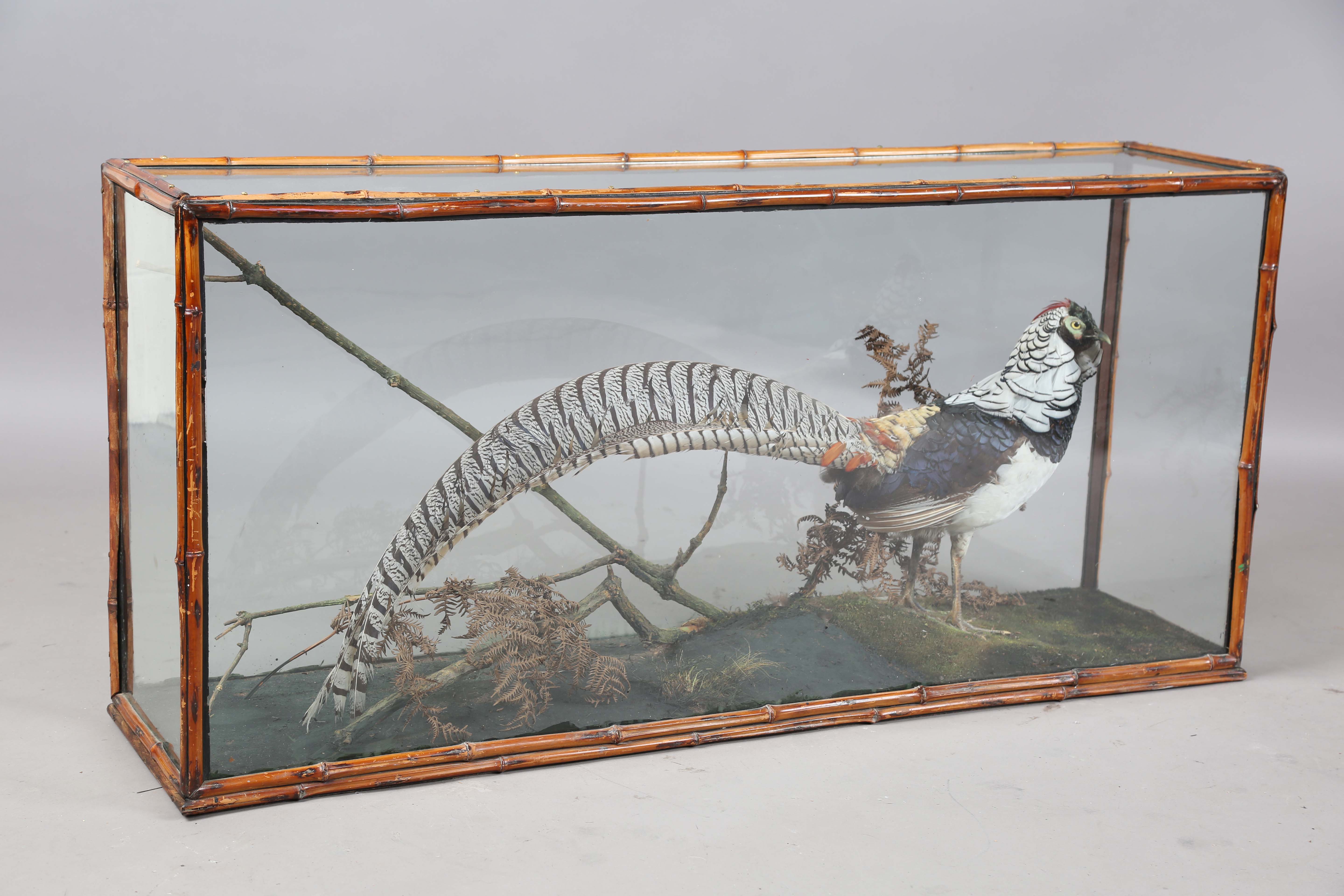 A late Victorian taxidermy specimen of a Lady Amherst's pheasant, mounted within a glazed bamboo