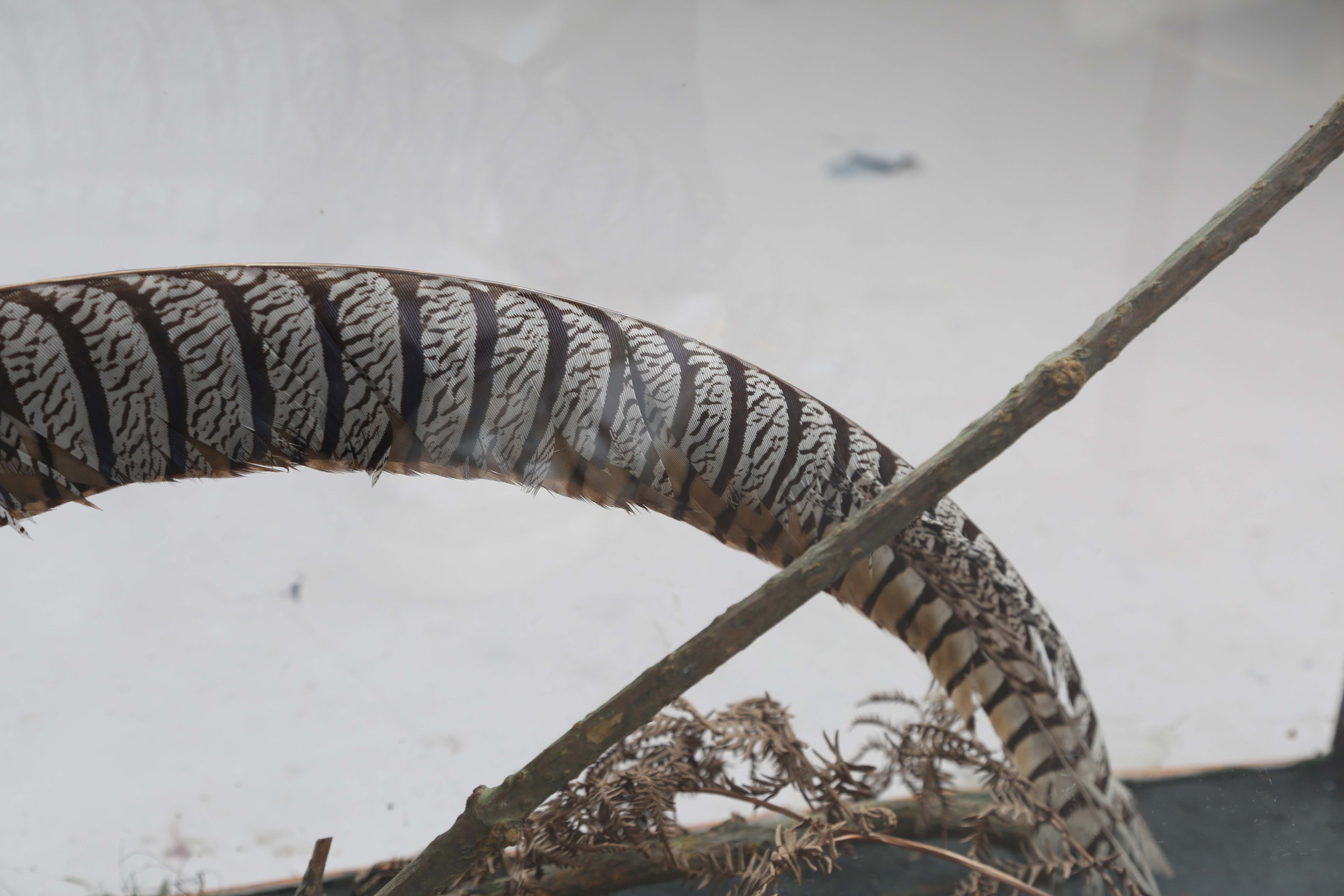 A late Victorian taxidermy specimen of a Lady Amherst's pheasant, mounted within a glazed bamboo - Image 4 of 12