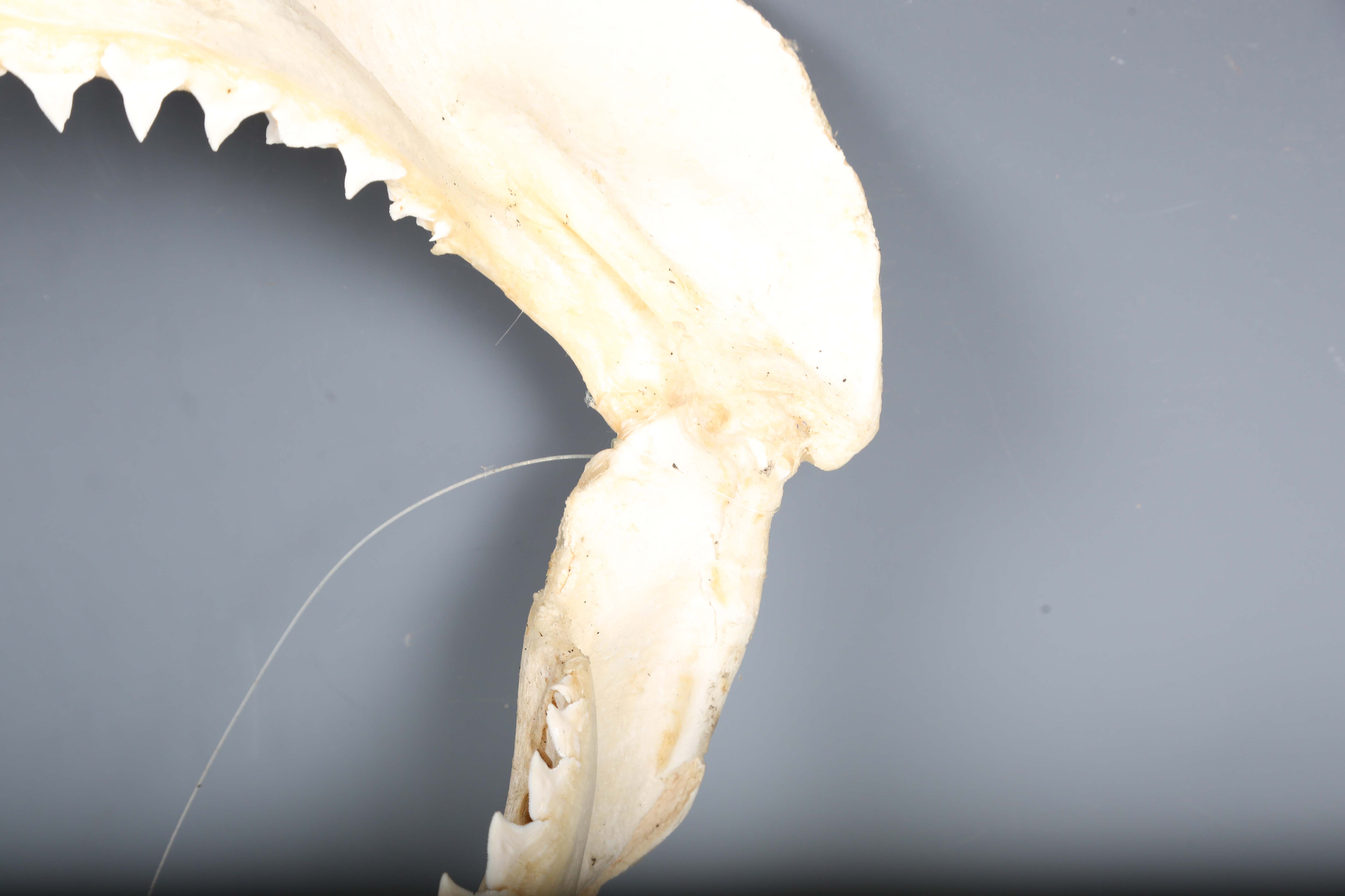 A bull shark jaw specimen, width 55cm.Buyer’s Premium 29.4% (including VAT @ 20%) of the hammer - Image 13 of 15