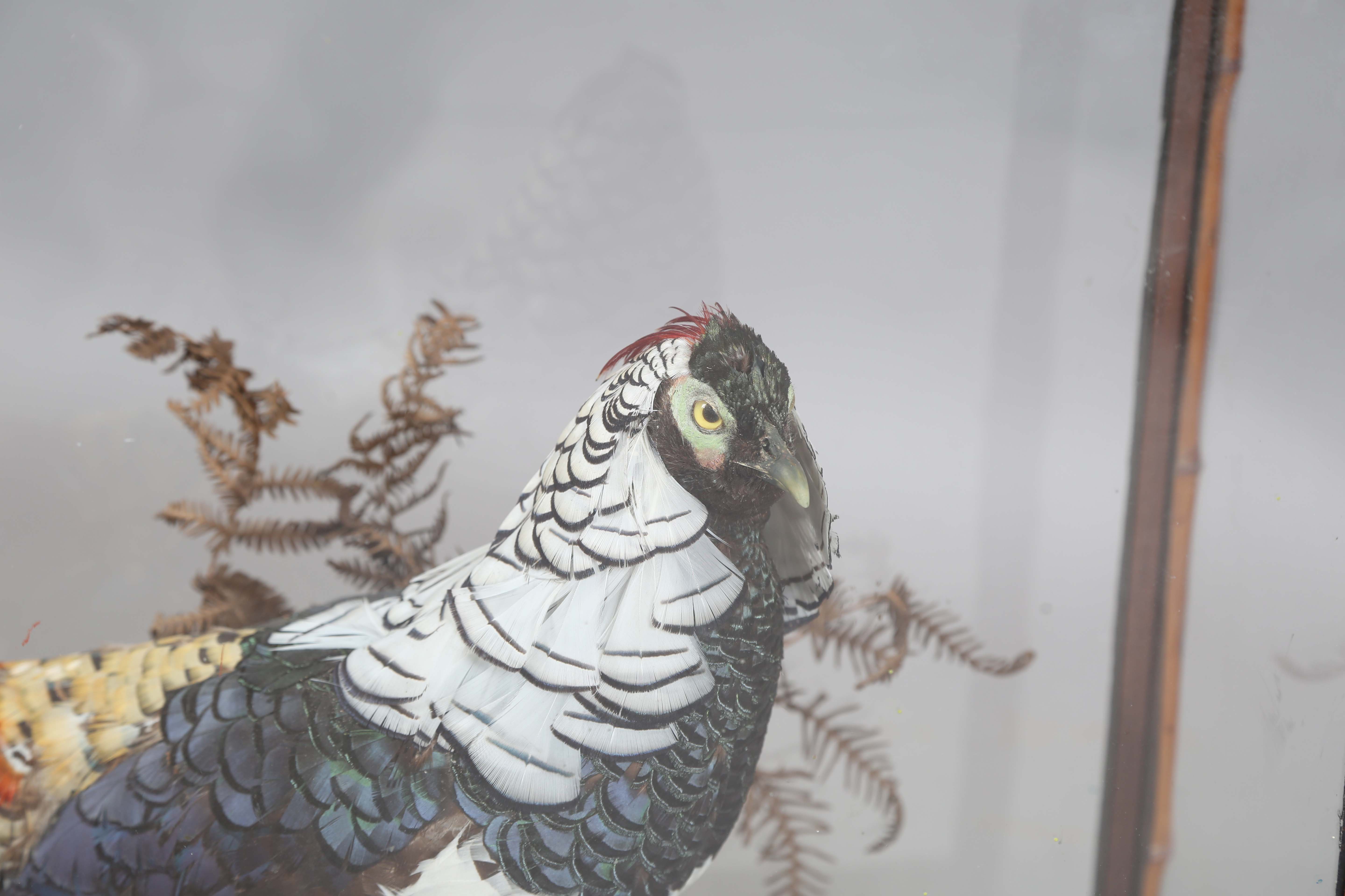 A late Victorian taxidermy specimen of a Lady Amherst's pheasant, mounted within a glazed bamboo - Image 12 of 12