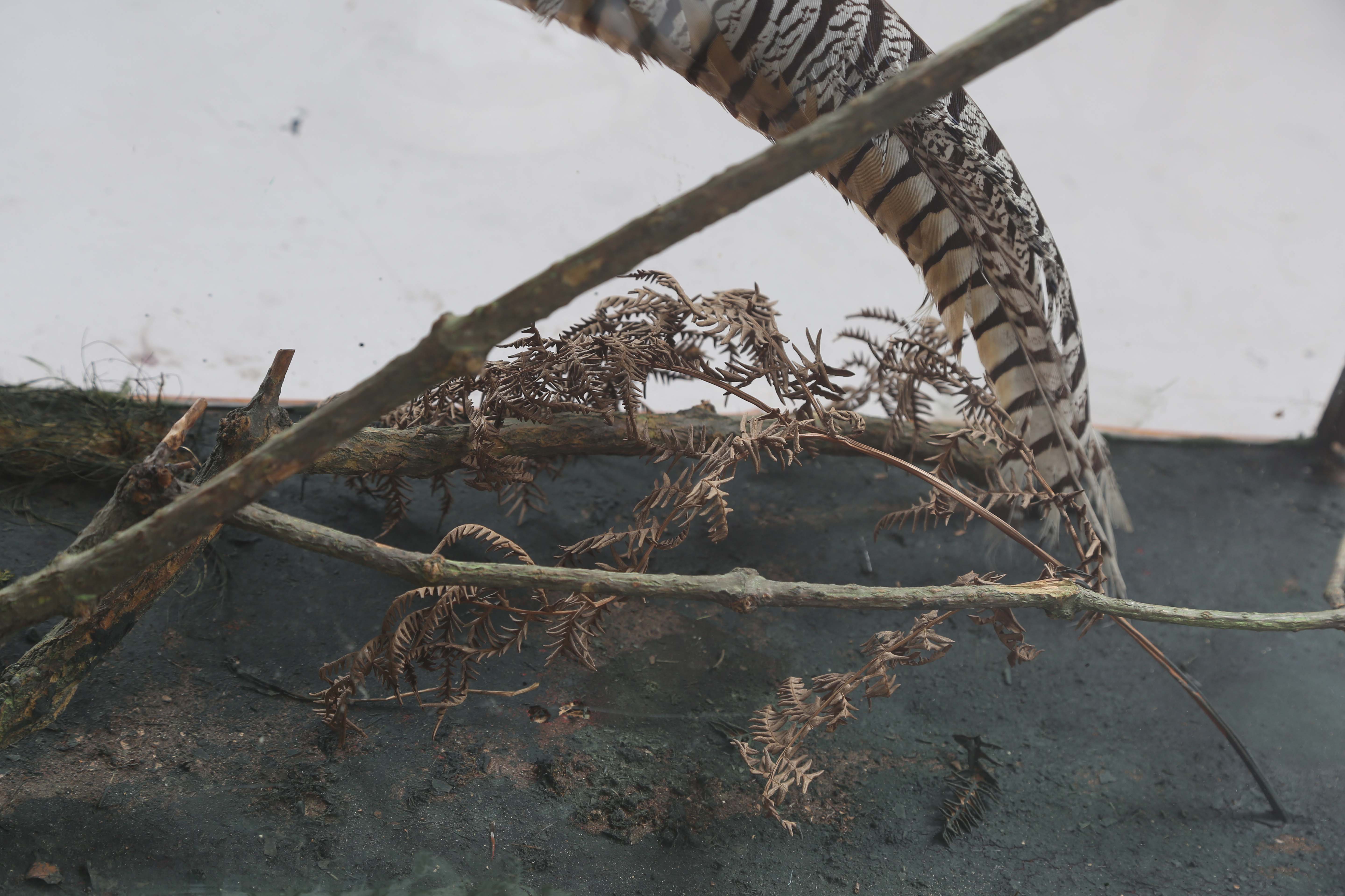 A late Victorian taxidermy specimen of a Lady Amherst's pheasant, mounted within a glazed bamboo - Image 3 of 12