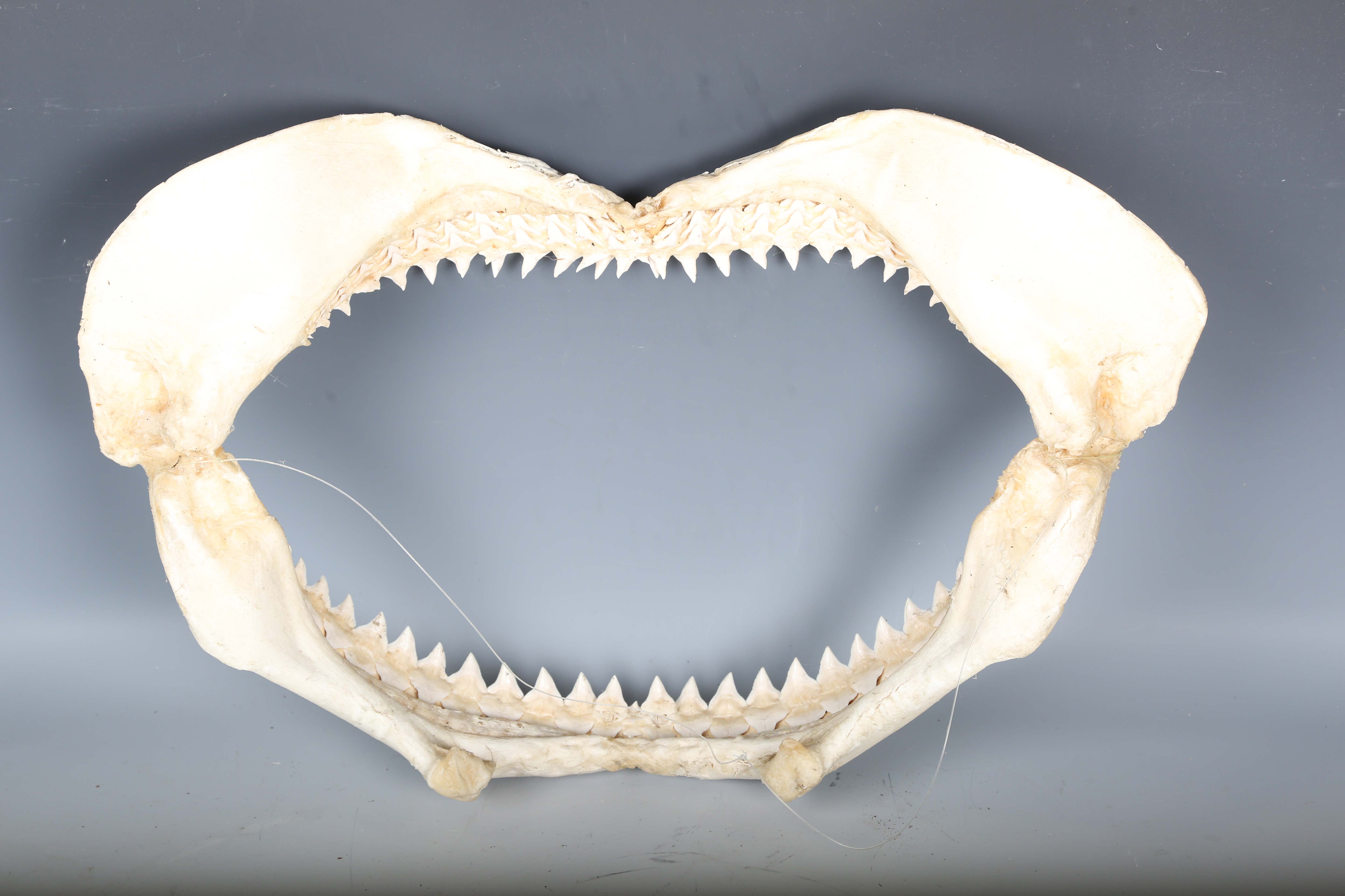 A bull shark jaw specimen, width 55cm.Buyer’s Premium 29.4% (including VAT @ 20%) of the hammer - Image 8 of 15