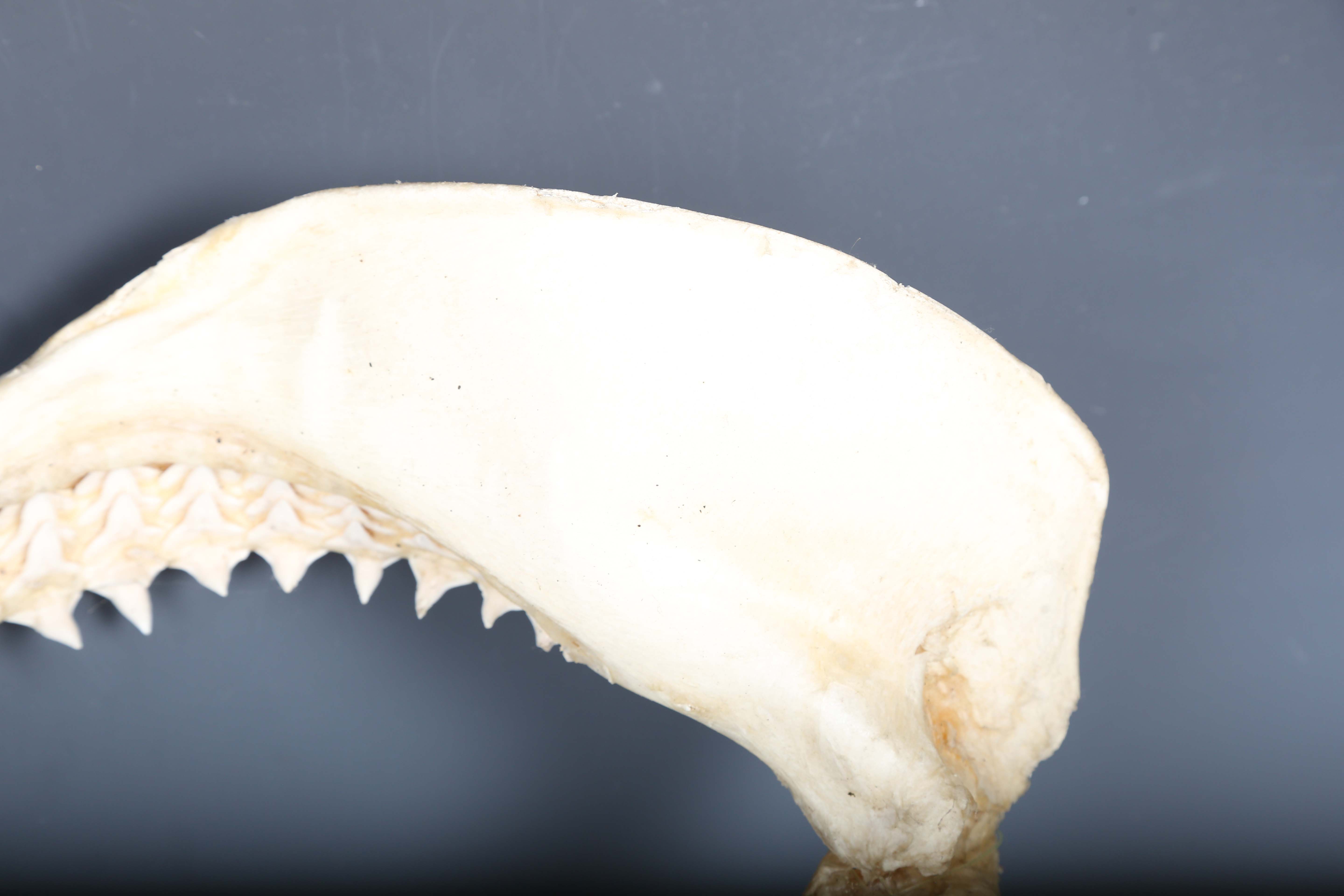A bull shark jaw specimen, width 55cm.Buyer’s Premium 29.4% (including VAT @ 20%) of the hammer - Image 5 of 15