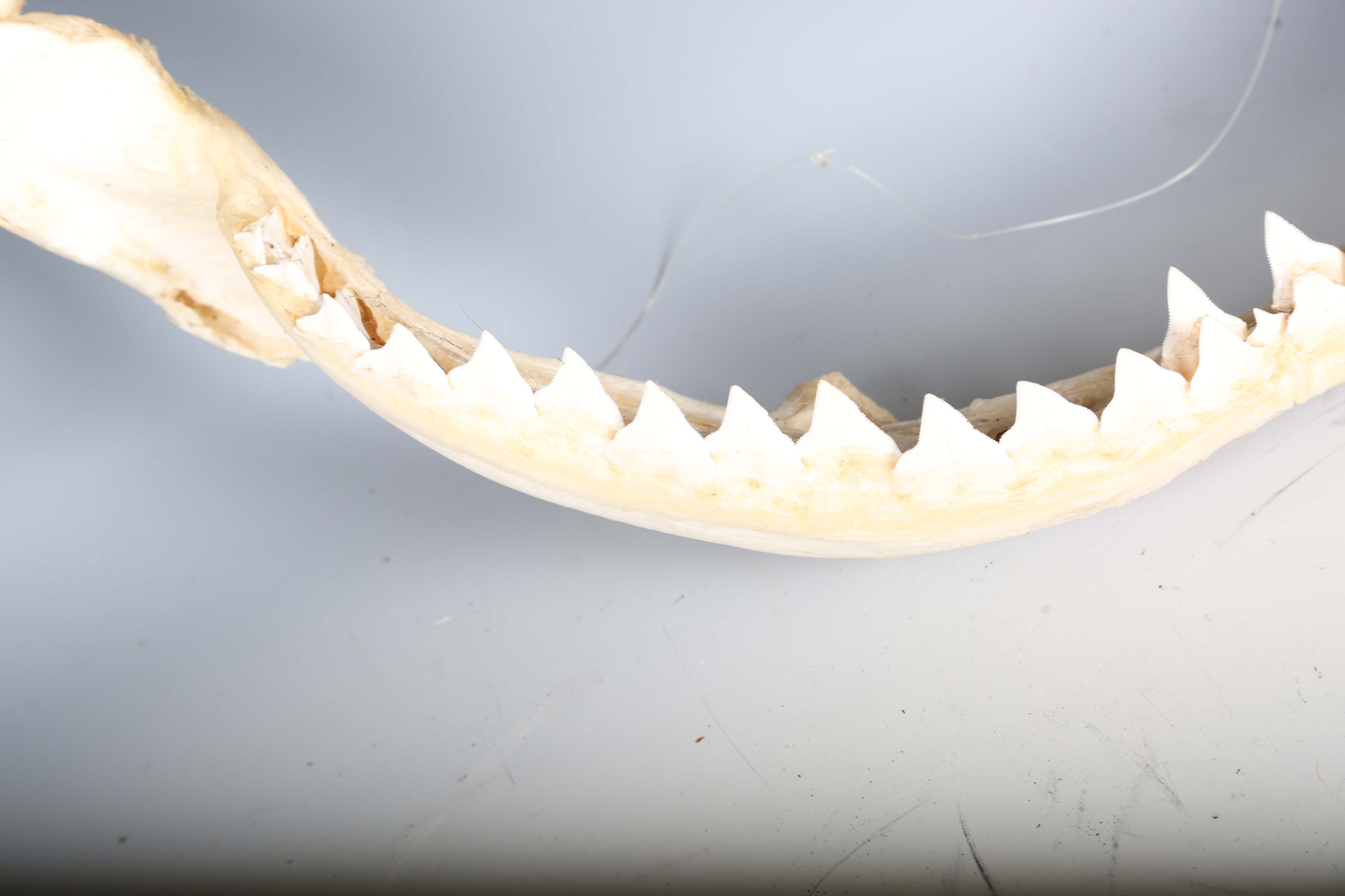 A bull shark jaw specimen, width 55cm.Buyer’s Premium 29.4% (including VAT @ 20%) of the hammer - Image 10 of 15