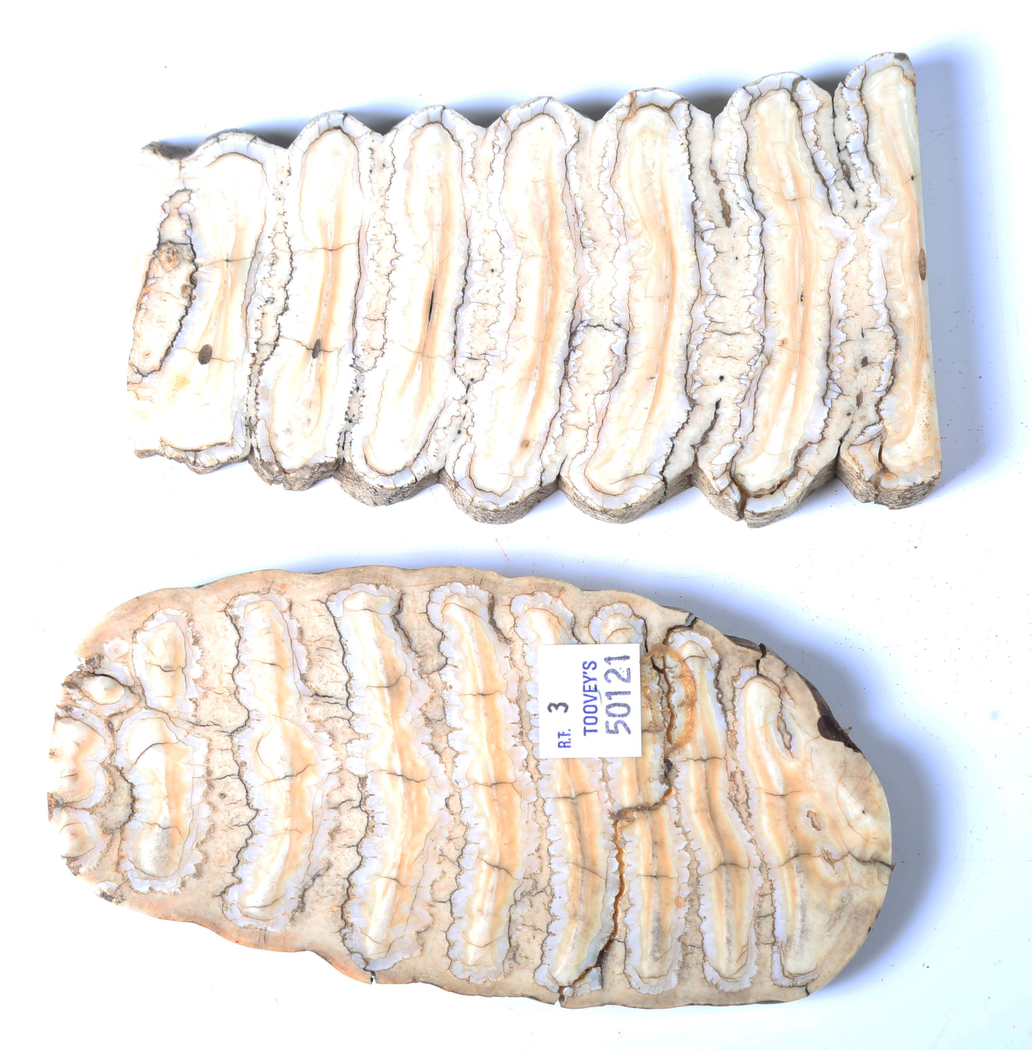 A mixed group of collectors' items, including two sliced cross sections of mammoth teeth, length - Image 6 of 13