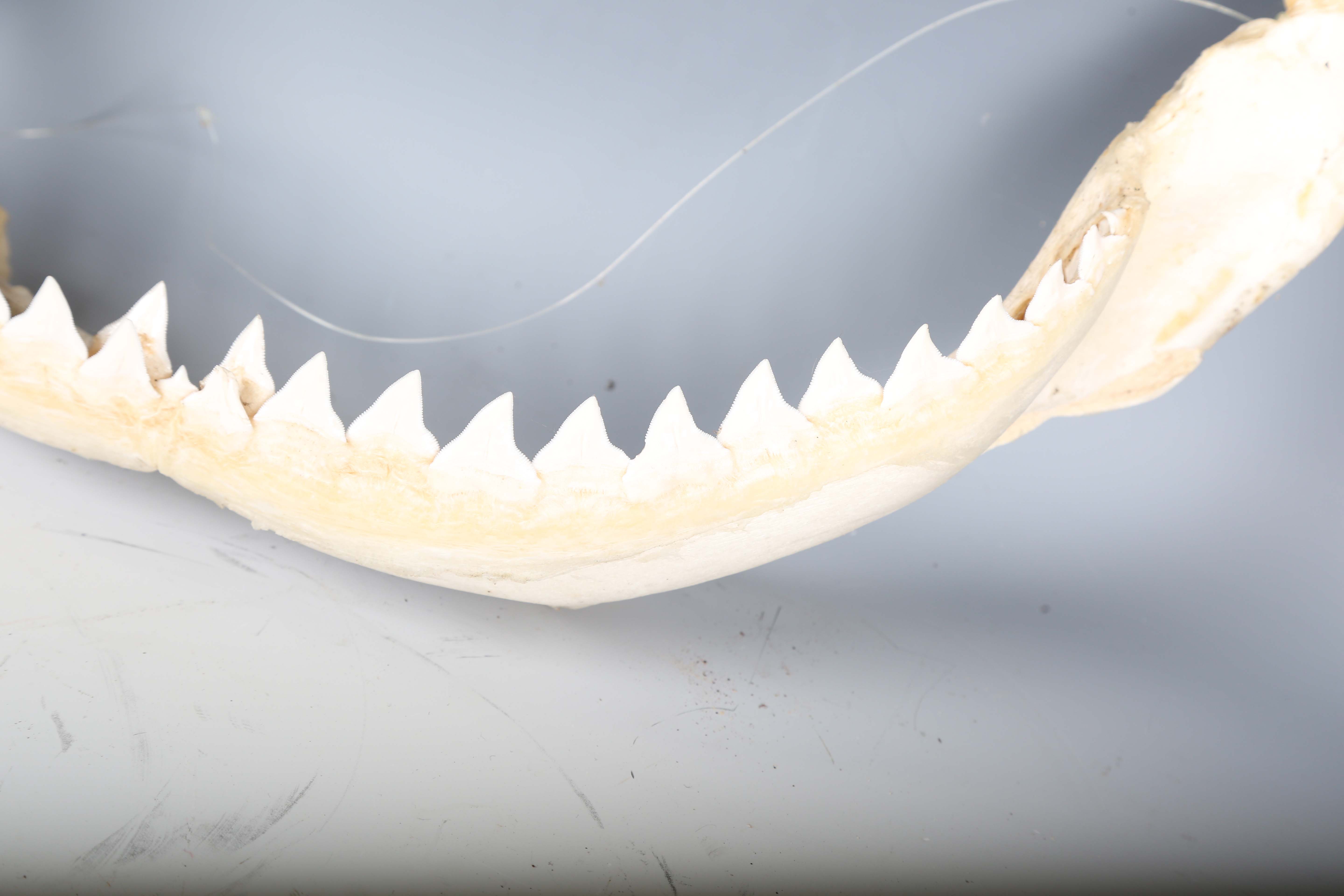 A bull shark jaw specimen, width 55cm.Buyer’s Premium 29.4% (including VAT @ 20%) of the hammer - Image 12 of 15