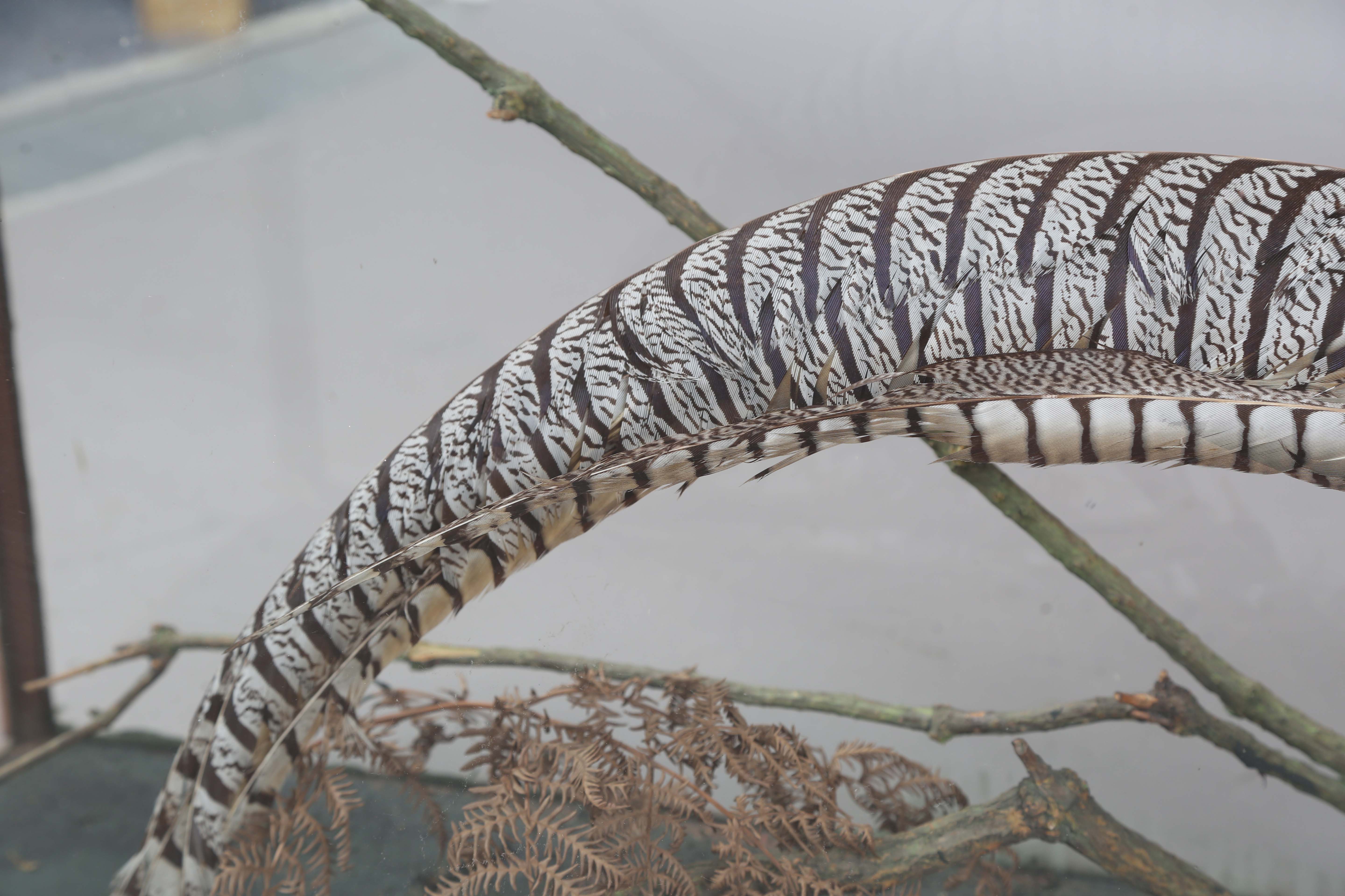 A late Victorian taxidermy specimen of a Lady Amherst's pheasant, mounted within a glazed bamboo - Image 10 of 12