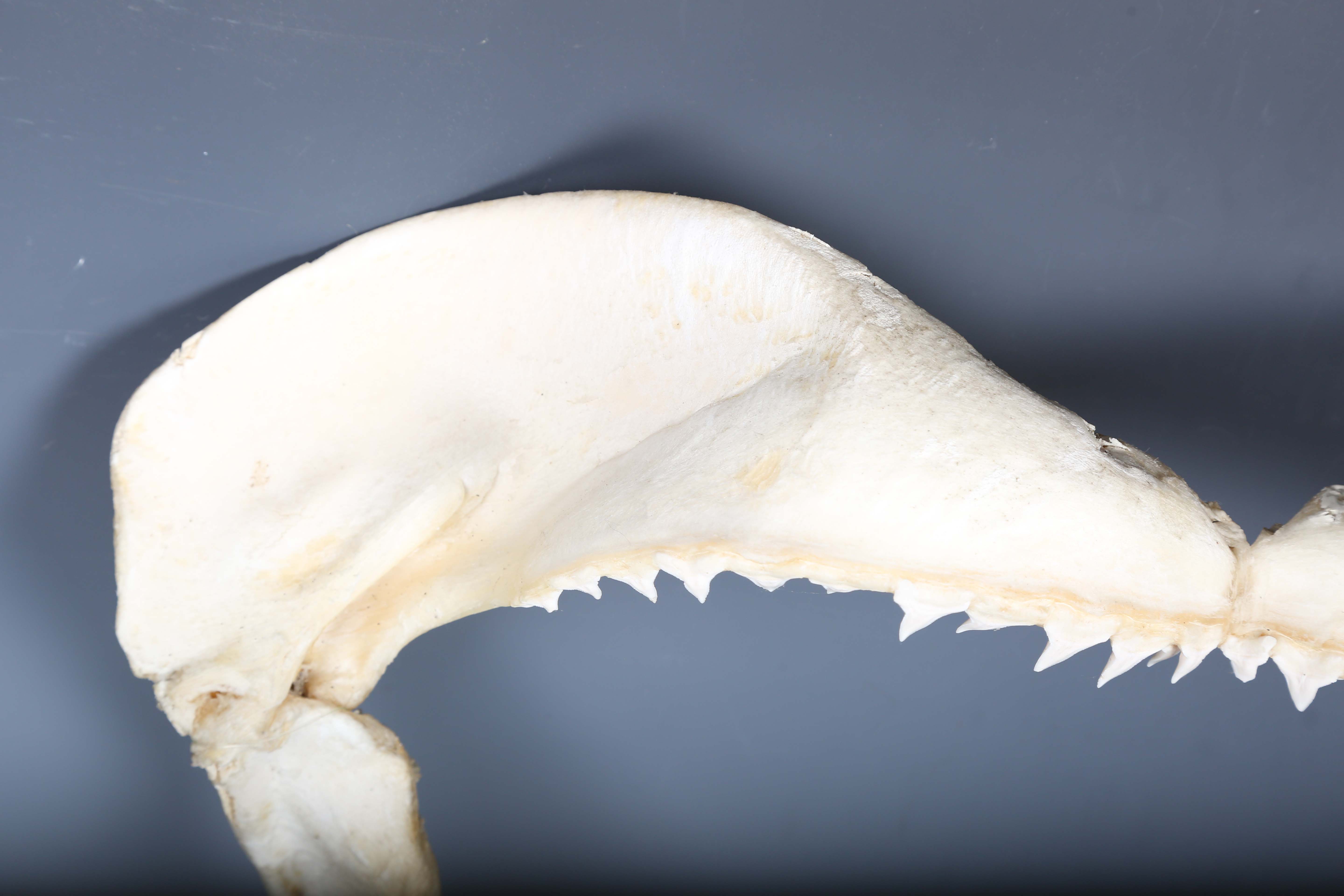 A bull shark jaw specimen, width 55cm.Buyer’s Premium 29.4% (including VAT @ 20%) of the hammer - Image 15 of 15