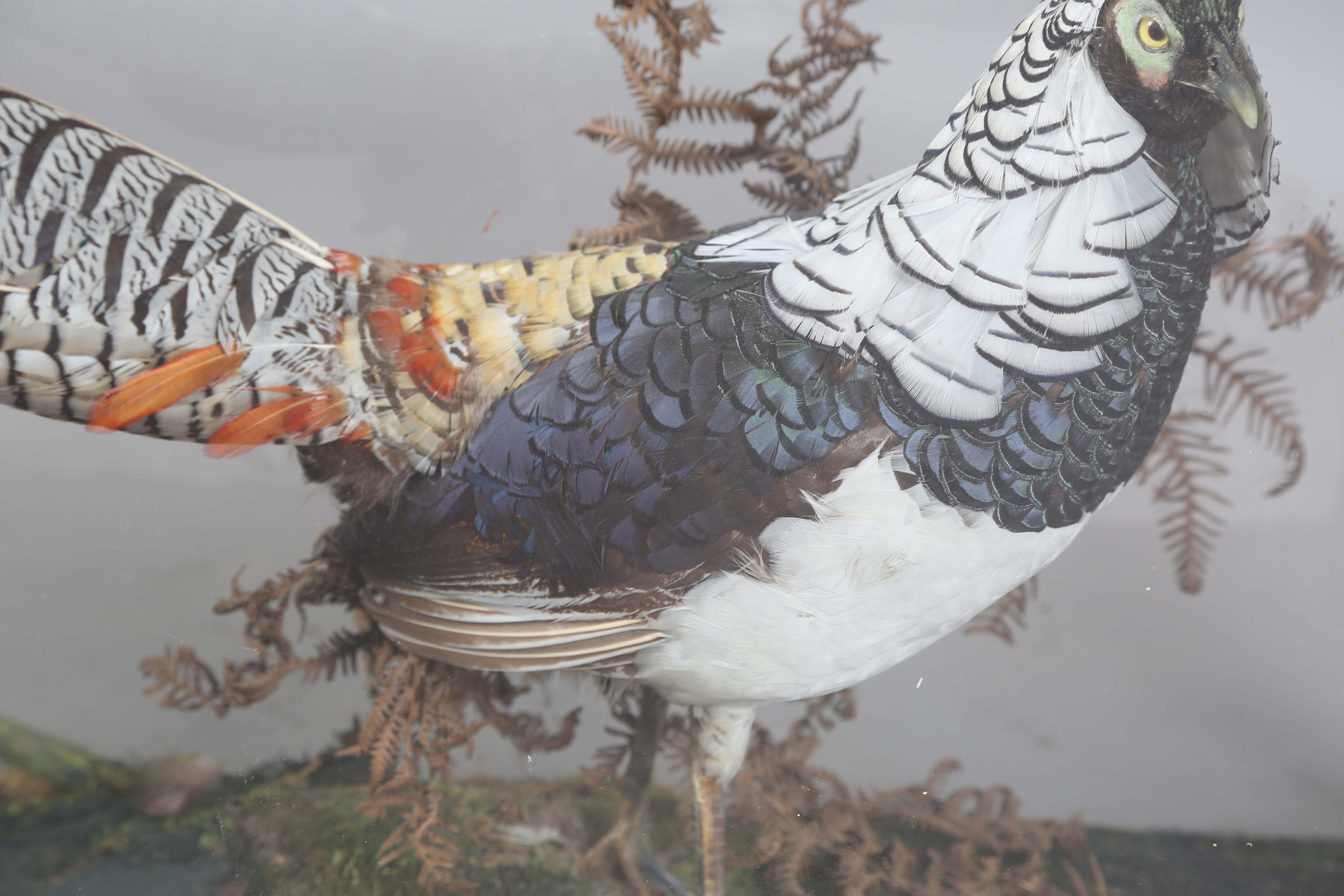 A late Victorian taxidermy specimen of a Lady Amherst's pheasant, mounted within a glazed bamboo - Image 11 of 12