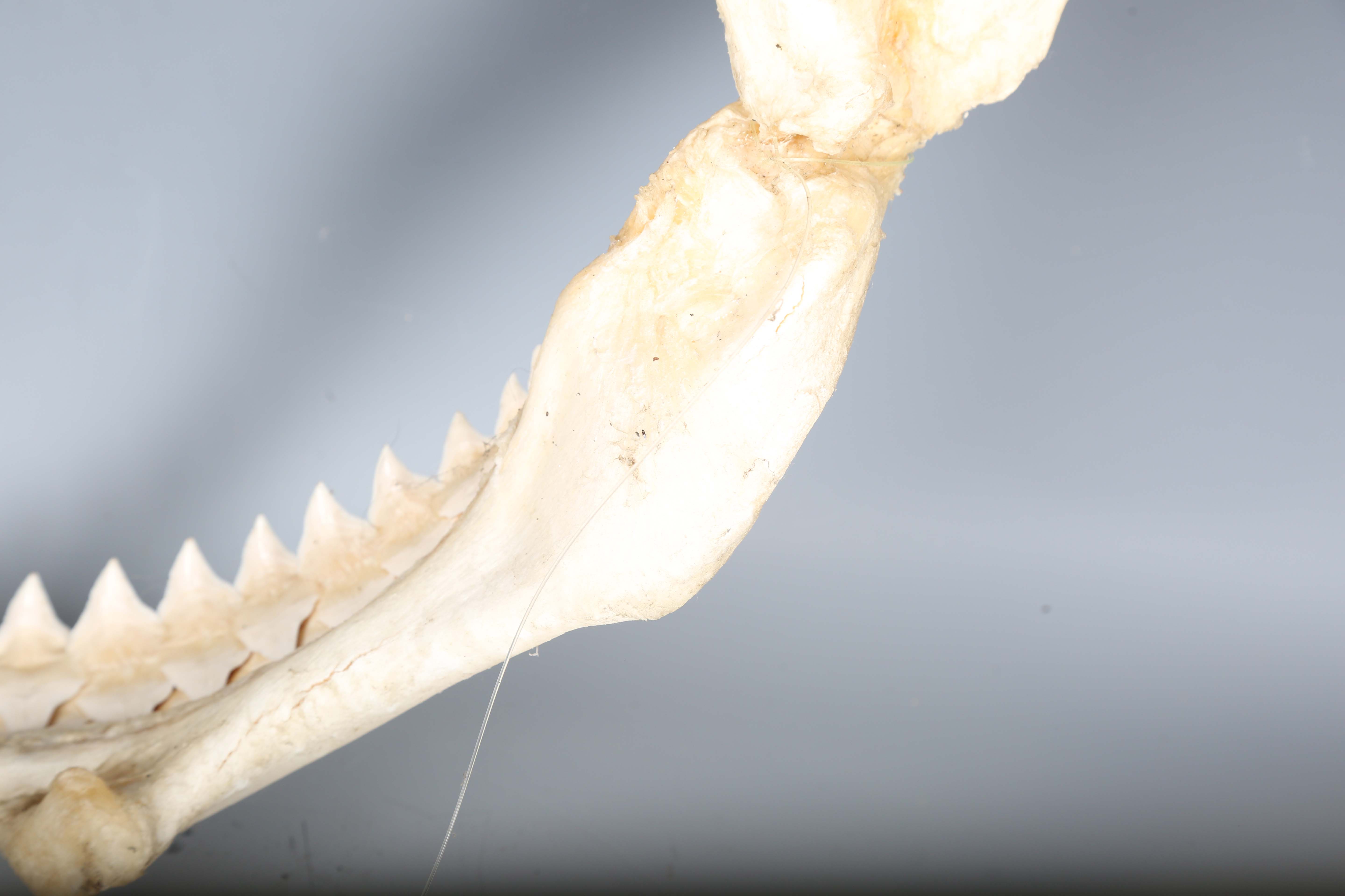 A bull shark jaw specimen, width 55cm.Buyer’s Premium 29.4% (including VAT @ 20%) of the hammer - Image 4 of 15