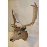 An old stuffed stag's head with antlers,