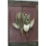 A pair of stuffed taxidermy drake and a duck teal within scenic gazed rectangular case by DL