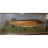 A large taxidermy stuffed pike within scenic glazed rectangular case marked "Lough Mask 24th Aug