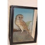 An old taxidermy stuffed barn owl in scenic glazed rectangular case
