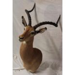 A taxidermy stuffed African impala head with horns,