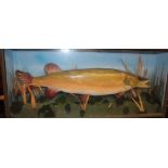 A stuffed taxidermy pike within scenic glazed rectangular case,