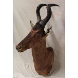 A large taxidermy stuffed antelope head with horns,