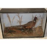 A stuffed taxidermy cock pheasant within scenic glazed rectangular case,