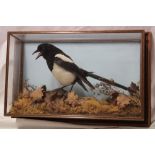 A taxidermy stuffed magpie mounted within a scenic glazed rectangular case,