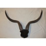 A pair of kudu horns mounted on a wooden shield,