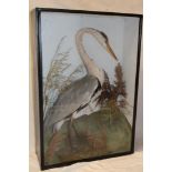 An old taxidermy stuffed heron within scenic glazed rectangular case,