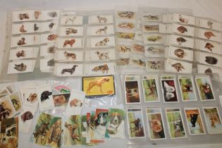 A selection of dog related cigarette cards including Players Dogs, Players Dogs Heads,