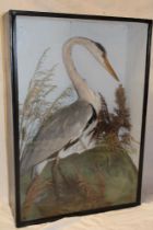 An old taxidermy stuffed heron within scenic glazed rectangular case,