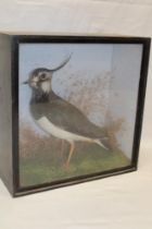An old taxidermy stuffed lapwing in scenic glazed rectangular case