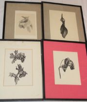 D** L** Higgin - pen and ink/pencil Four botanical studies,