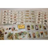 A selection of dog related cigarette cards including Players Dogs, Players Dogs Heads,