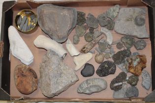 A box containing various fossils including ammonites, geode,