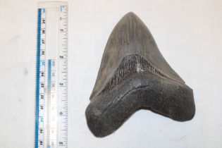 A prehistoric Megladon tooth twenty million years old, originally from North Carolina,