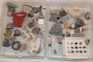 Various mineral samples and specimens, fossils, shells etc.