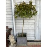 A pair of bay trees in planters