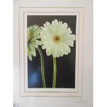 Jenny Himmer pencil signed Art photograph of flowers x 2, largest 18cm x 44cm